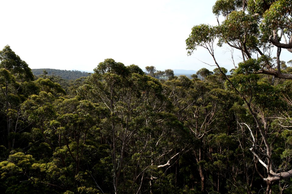 Valley of the Giants, Walpole Nornalup National Park 11