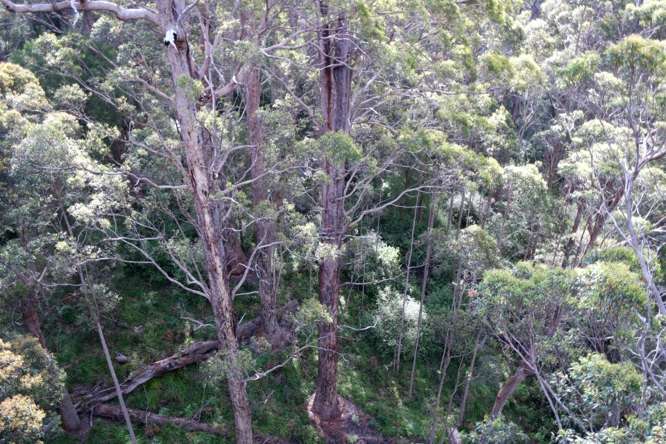 Valley of the Giants, Walpole Nornalup National Park 04