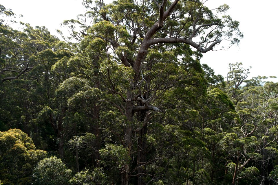 Valley of the Giants, Walpole Nornalup National Park 03