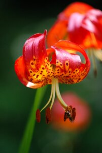 Stamens blooming petals