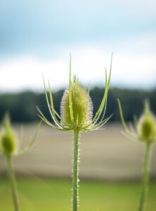 Plant flora hook and ring thistle photo