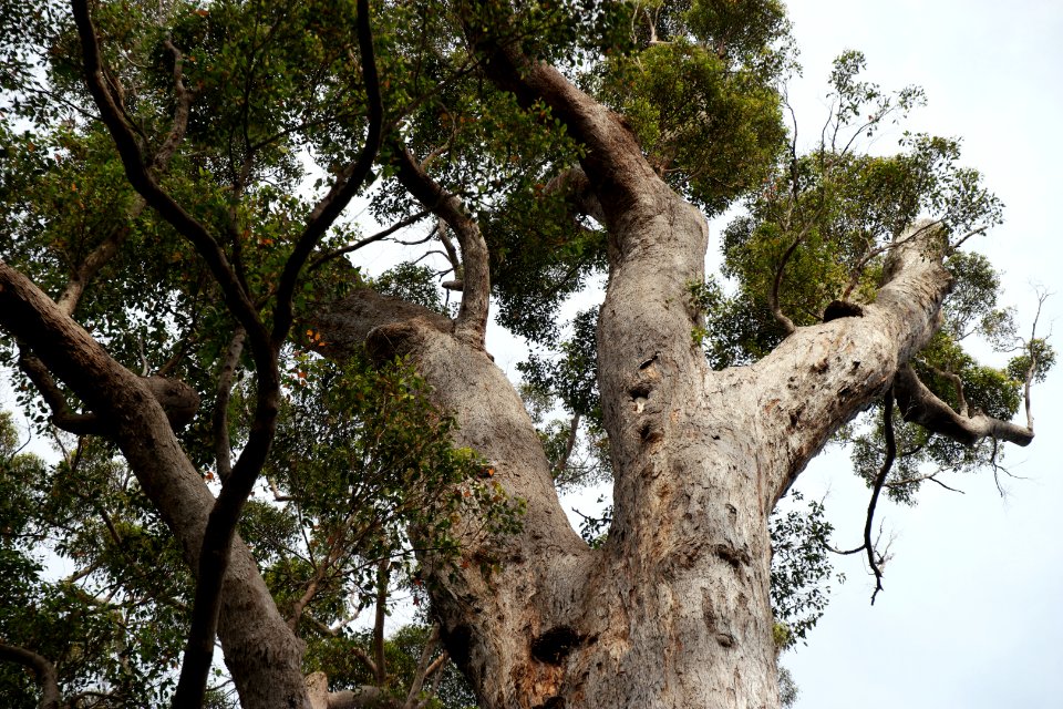 Valley of the Giants, Walpole Nornalup National Park 20