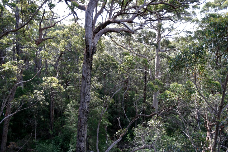 Valley of the Giants, Walpole Nornalup National Park 16