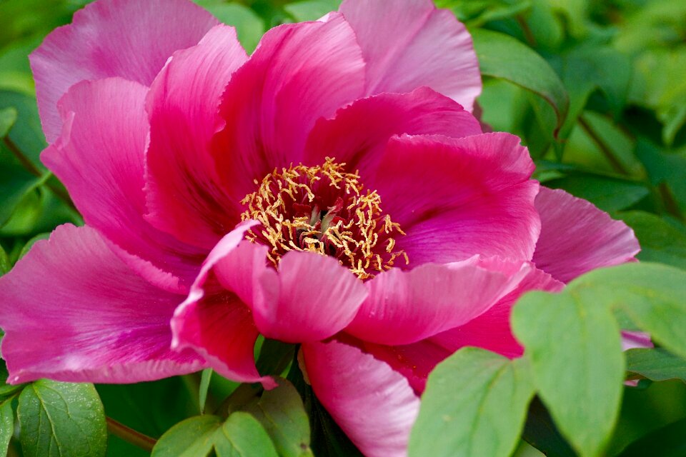 Sweet beautiful fragrance
