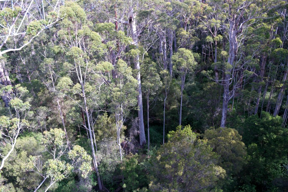 Valley of the Giants, Walpole Nornalup National Park 10