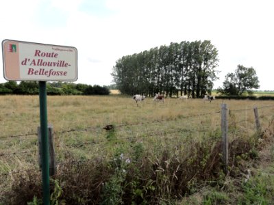 Valliquerville (Seine-Mar.) paysage route d'Allouville-Bellefosse