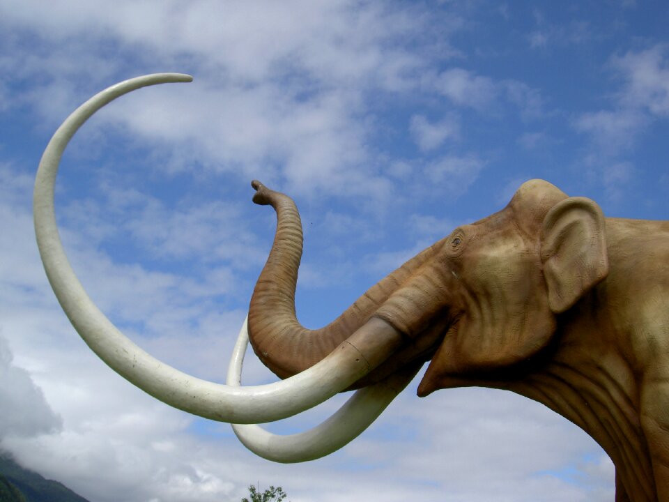 Park tusks proboscis