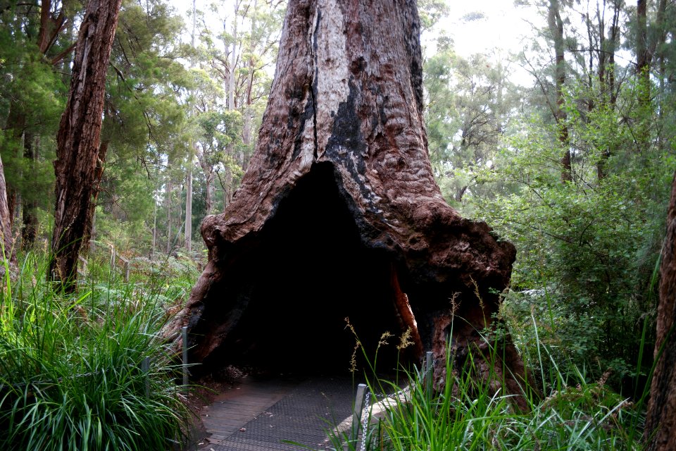 Valley of the Giants, Walpole Nornalup National Park 21