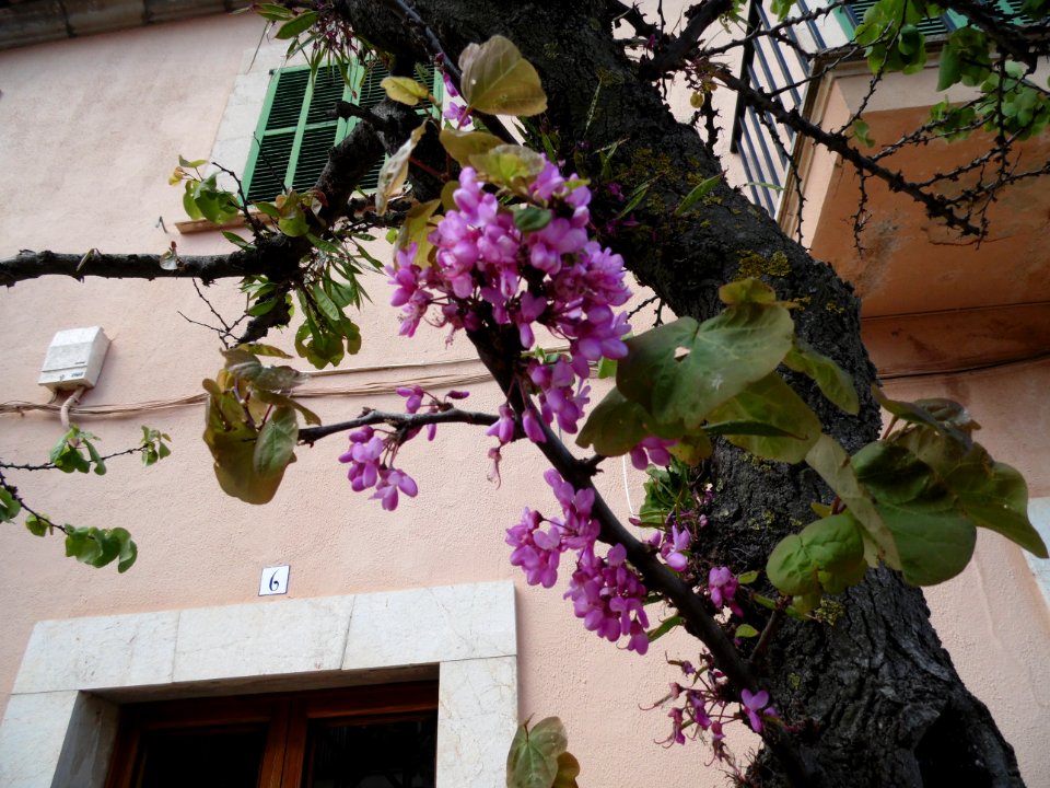 VALLDEMOSSA-MAJORKA, AB-396