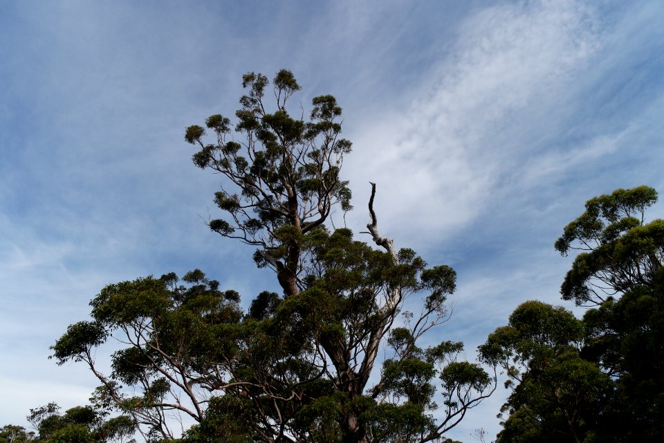 Valley of the Giants, Walpole Nornalup National Park 14