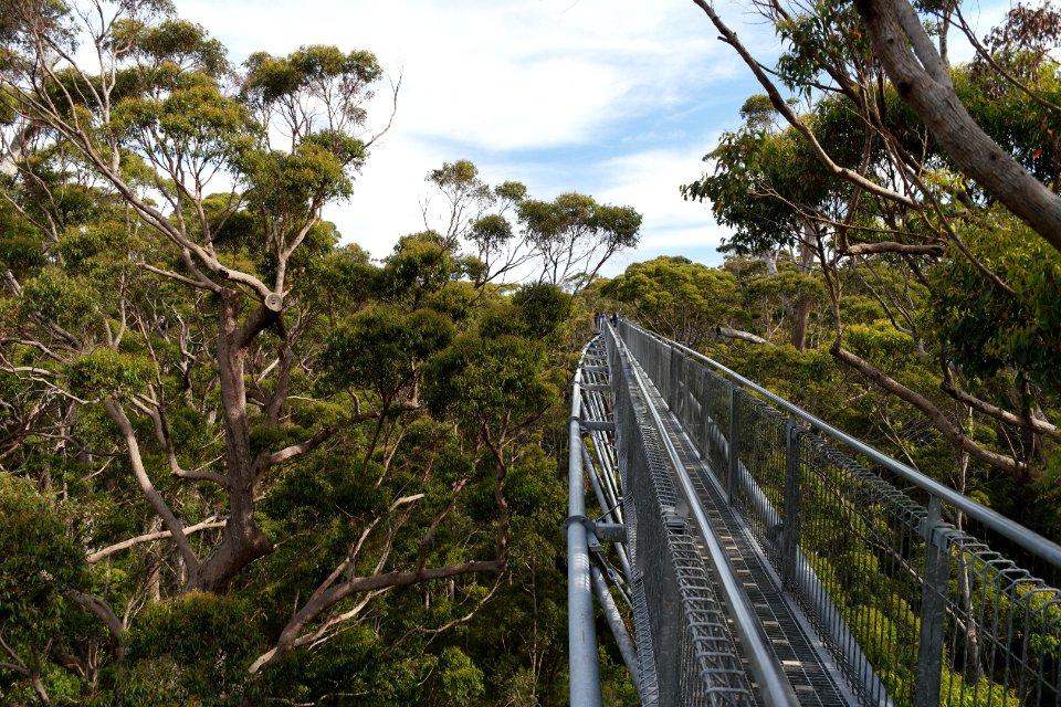 Valley of the Giants, Walpole Nornalup National Park 07