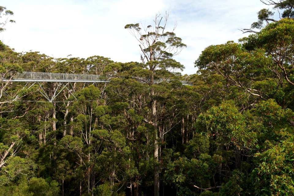 Valley of the Giants, Walpole Nornalup National Park 12