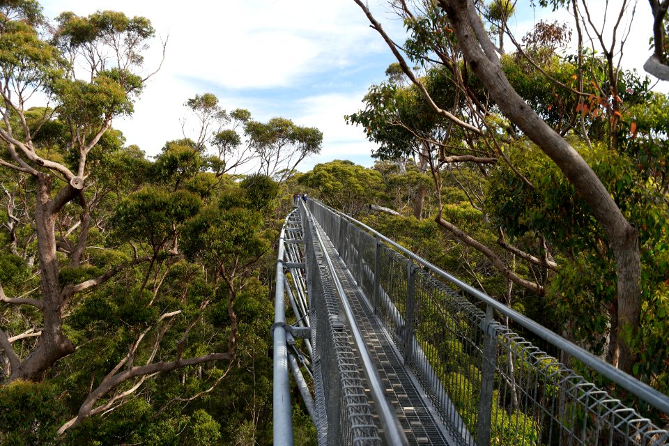 Valley of the Giants, Walpole Nornalup National Park 08