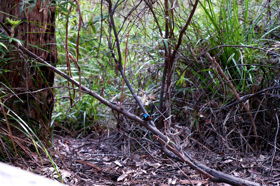 Valley of the Giants, Walpole Nornalup National Park 01