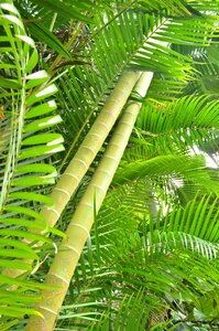 Leaf plant branch