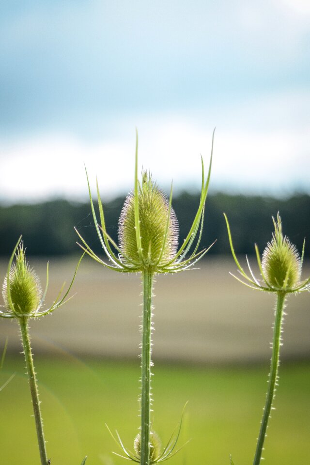 Plant flora hook and ring thistle
