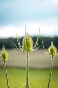 Plant flora hook and ring thistle photo