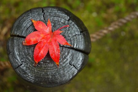 Red autumn leaves red leaf