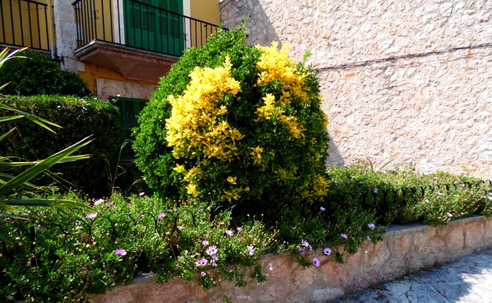 VALLDEMOSSA-MAJORKA, AB-388