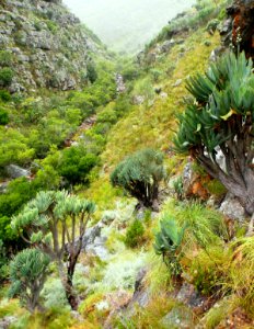 Valley of Fan Aloes - Western Cape mountains - South Africa 3