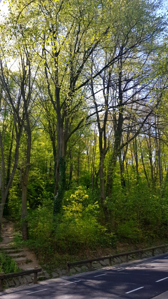 Valkenburg-Vogelbosgroeve (4)