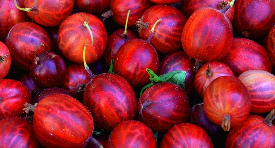 Market purchasing bio