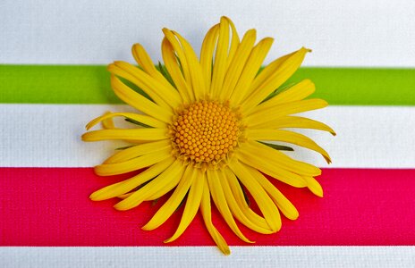 Pointed flower close up beautiful