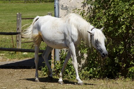 Horse arabs thoroughbred arabian photo