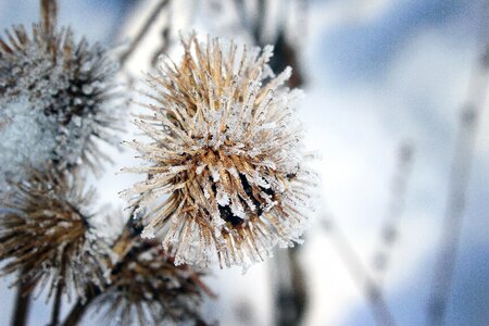 Plant dry cold photo