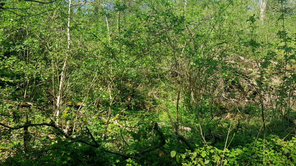Valkenburg-Beckersbergske (4)