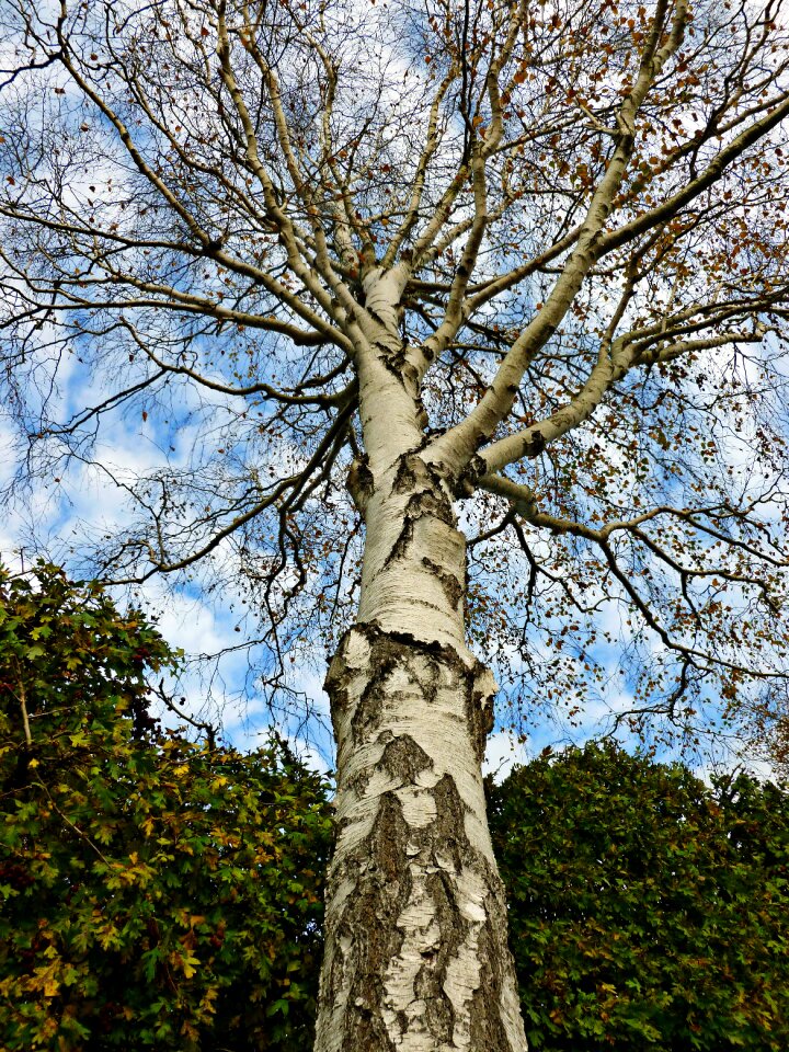 Garden tree nature tribe