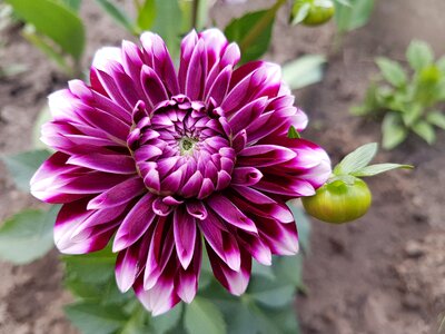 Spring dalia dahlias