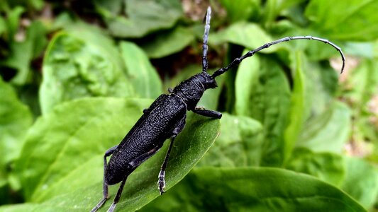 Beetle barbel macro