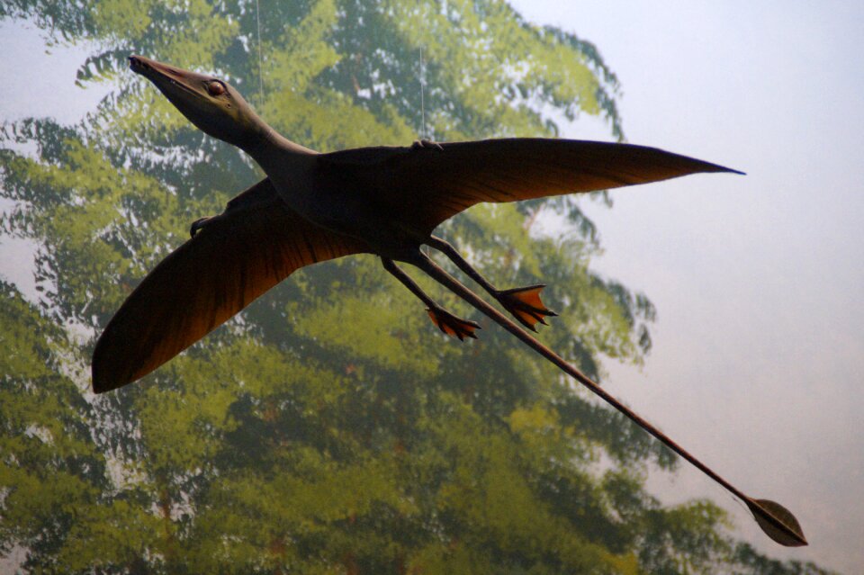 Museum of natural history dinosaur urtier