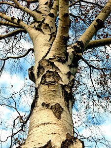 Garden tree tribe aesthetic photo