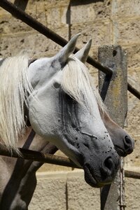Horse pferdeportrait fence