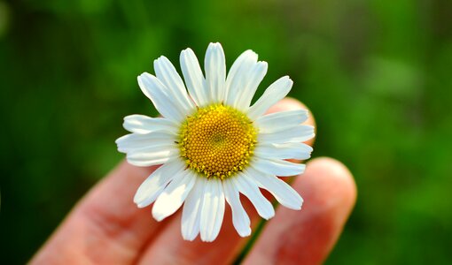 Blossom bloom meadow margerite photo