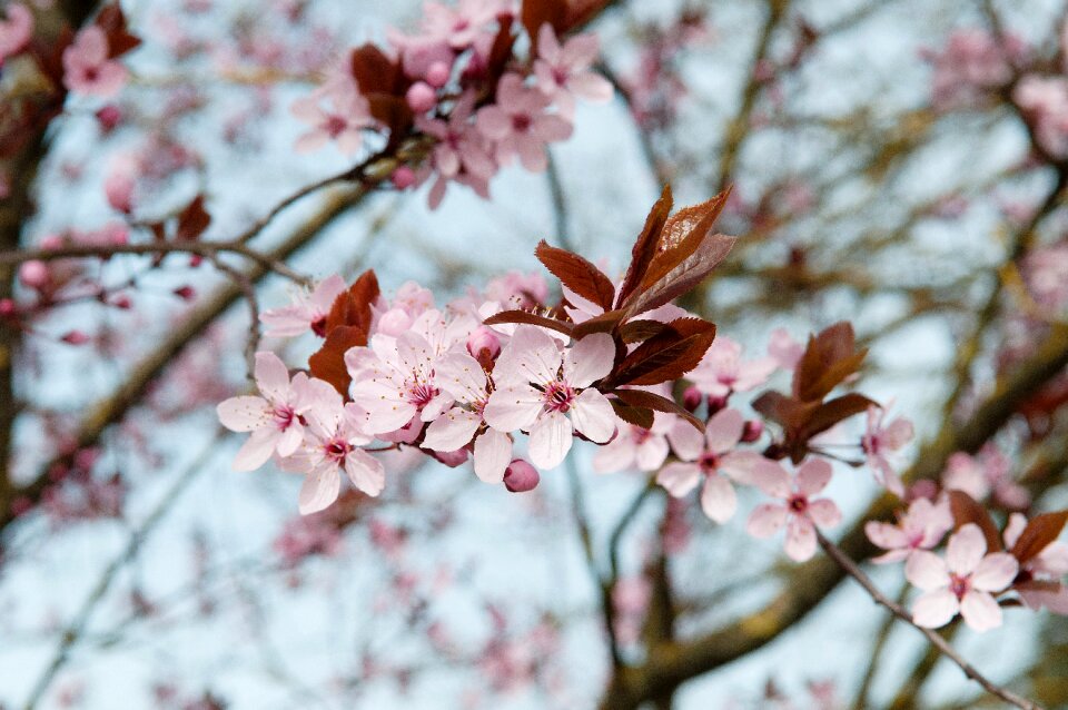 Blossom nature bush