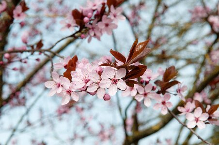 Blossom nature bush