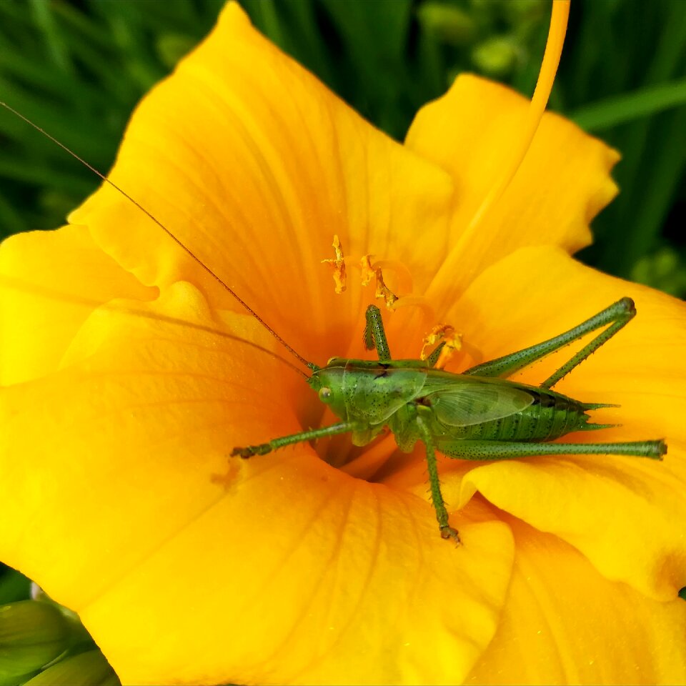 Color insect nature