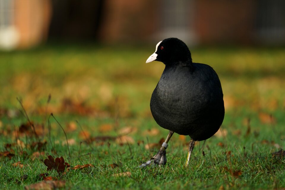 Park animal nature