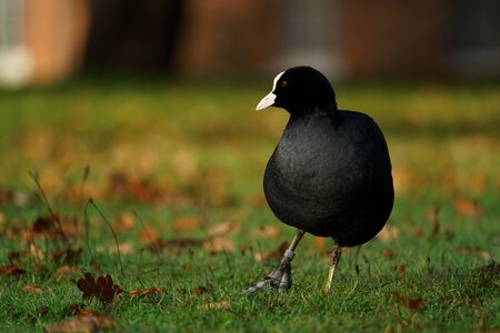 Park animal nature