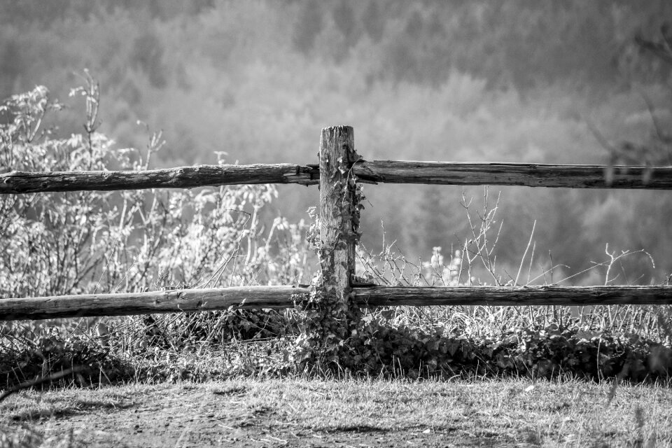 Fence post ivy wood fence