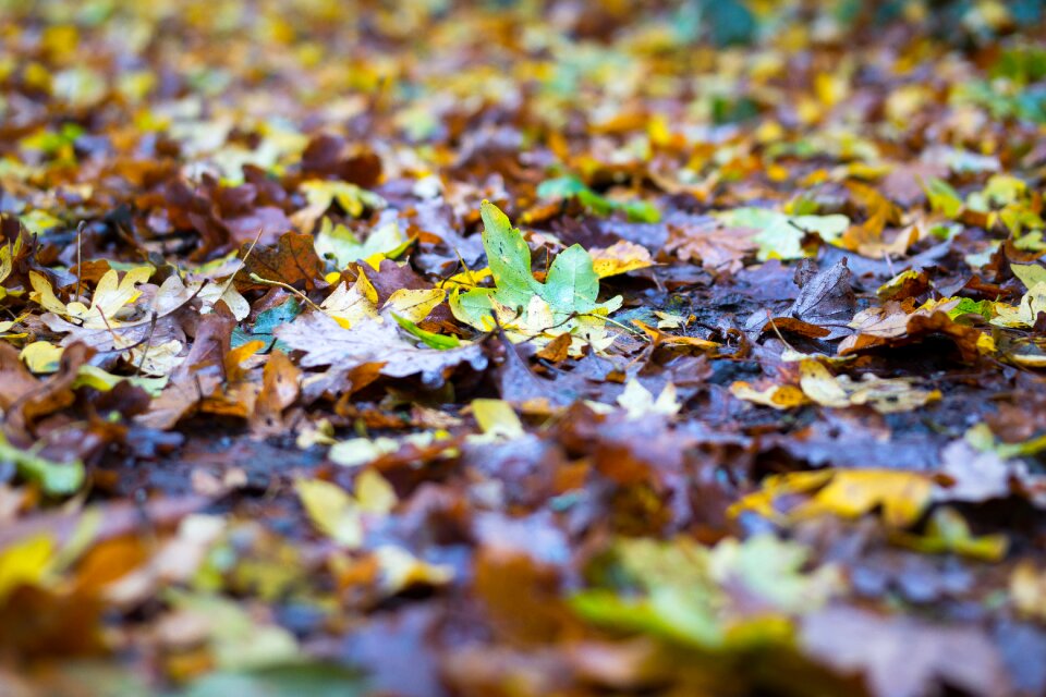 Fall foliage away concerns