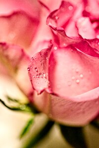 Drops raindrops pink photo