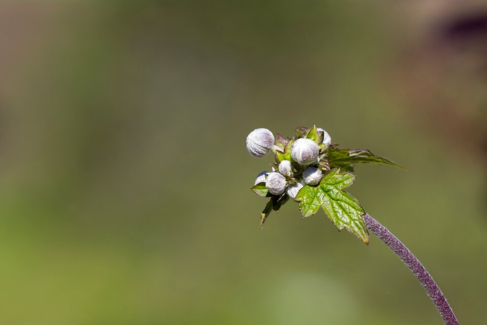At the beginning arise nature