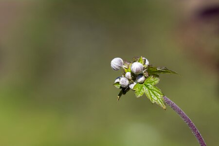 At the beginning arise nature