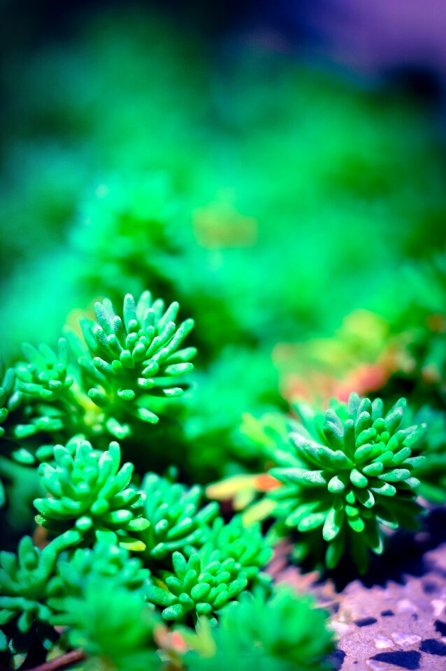 Nature plant meadow photo