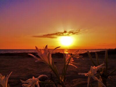 Ayia napa flowers sunset photo