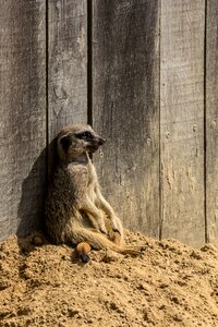 Nature sand zoo